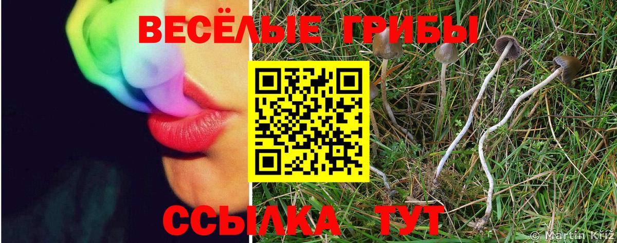 Галлюциногенные грибы Psilocybine cubensis Коммунар